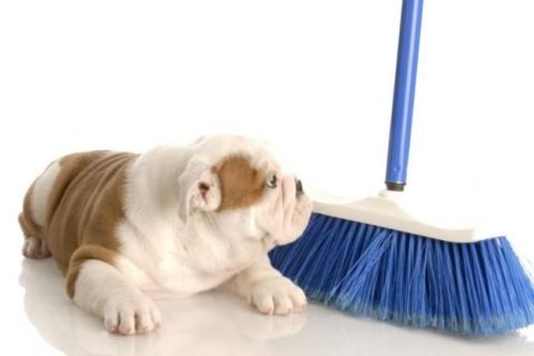 Cleaning With Pets