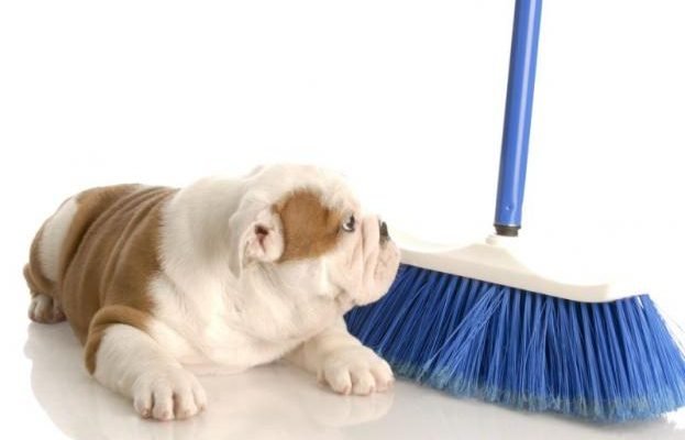 Cleaning With Pets