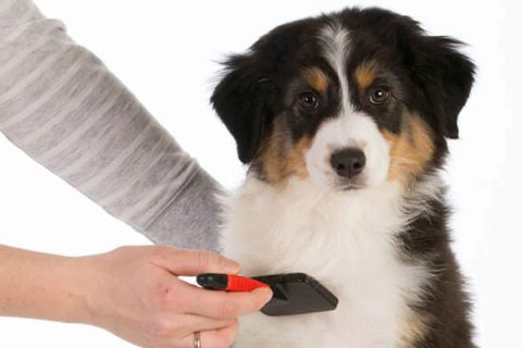 Benefits of Brushing Your Dog