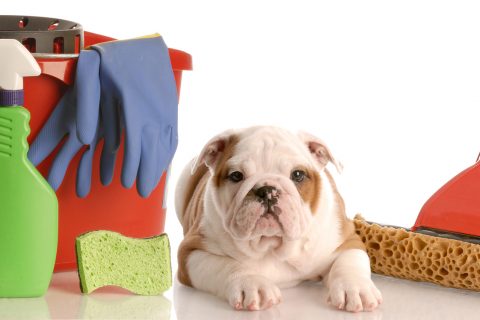 4 BEST Tips to Remove Pet Hair around Every Room!