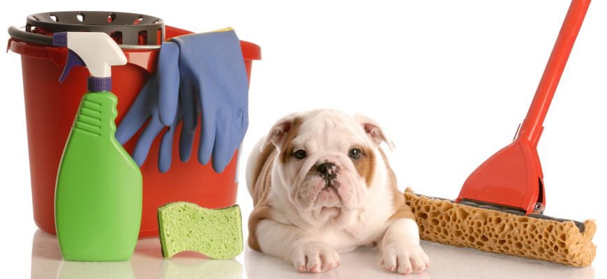 4 BEST Tips to Remove Pet Hair around Every Room!