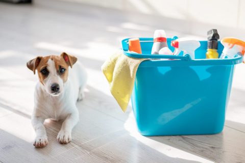 Pet Safe Cleaning Products