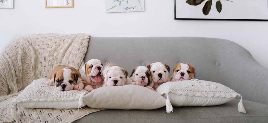 How to Clean Your Sofa if You Have Pets