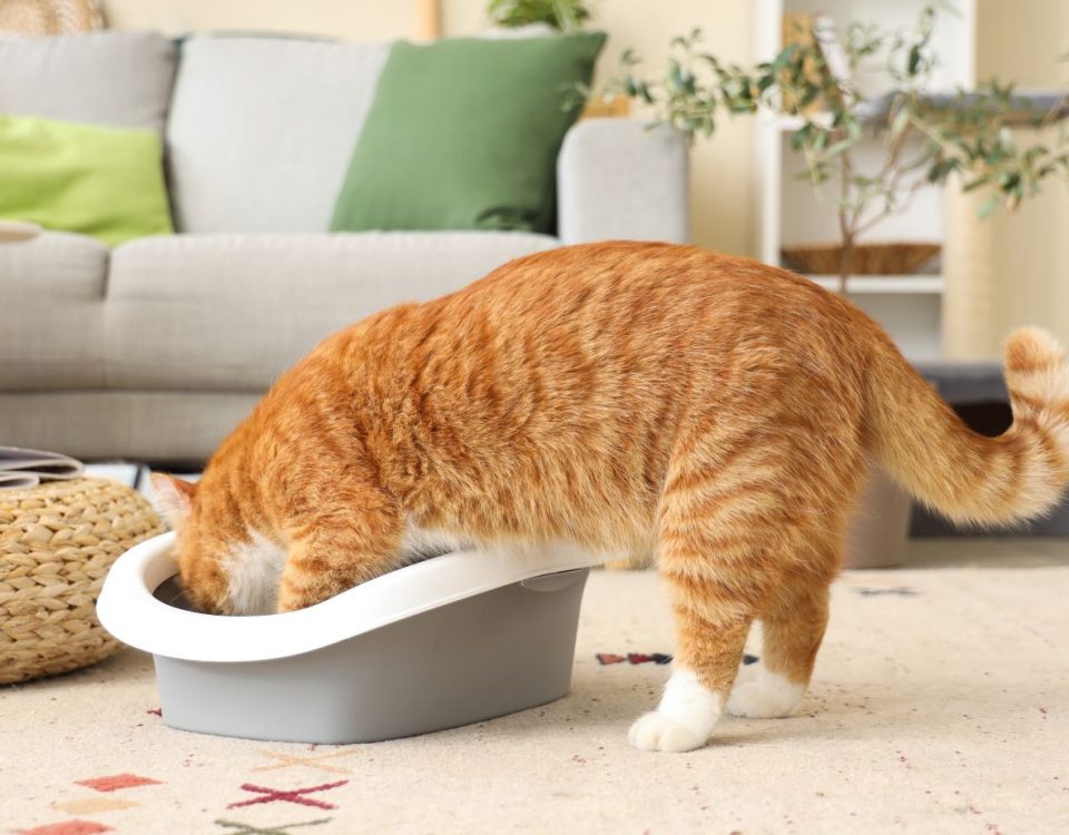 How to Keep Your Home Clean with Pets