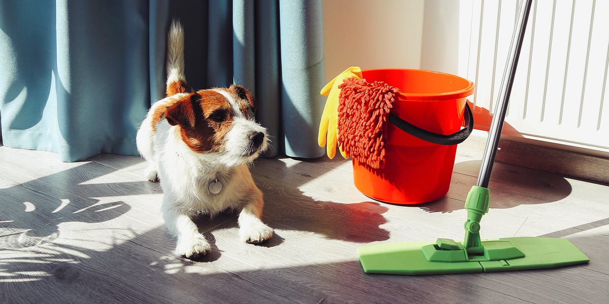 The Best Pet-Friendly Cleaning Supplies 2022 - Pet-Safe Non-Toxic Cleaning Brands
