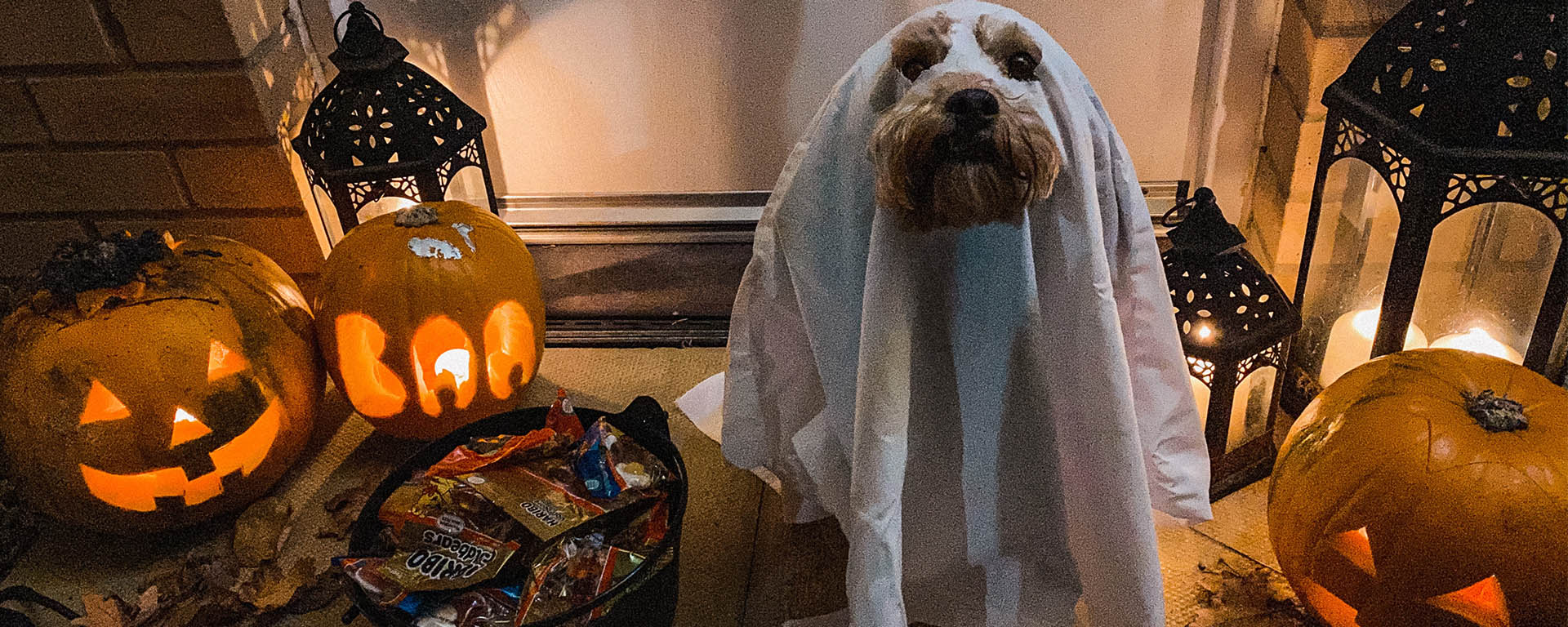 Safe Halloween Cleaning Tips for Pet Owners